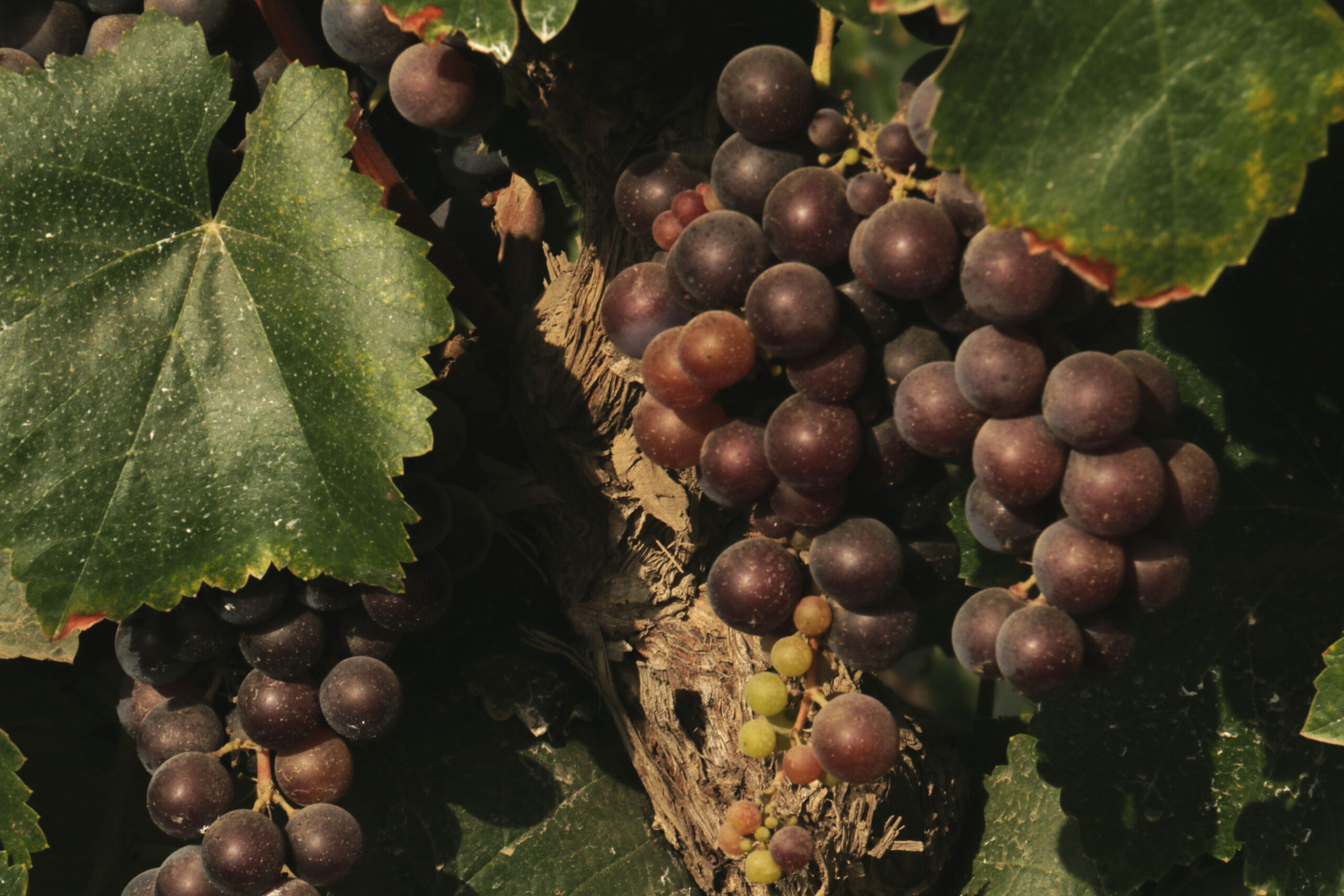 Quebranta grapes - kuculi.ca
